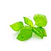 Fresh basil leaves isolated on white background