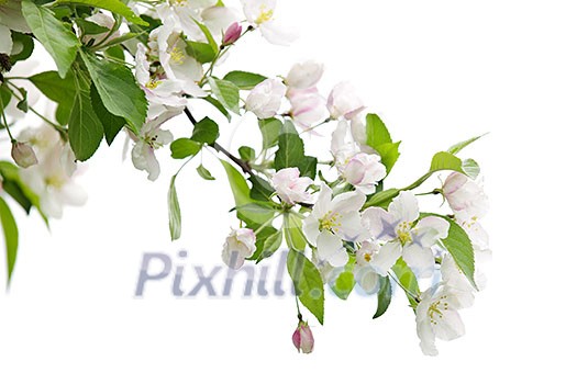 Blooming apple tree branch isolated on white background