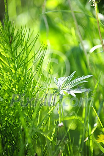 Closeup of green grass and plants in summer Closeup of green grass and plants in summer