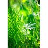 Closeup of green grass and plants in summer