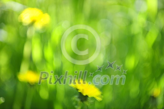 Green grass blurred in-camera for natural background or or bokeh