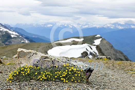 Alpine meadow with potentilla flowers blooming on Whistlers mountain in Jasper National Park, Canada Alpine meadow with potentilla flowers blooming on Whistlers mountain in Jasper National Park, Canada