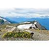 Alpine meadow with potentilla flowers blooming on Whistlers mountain in Jasper National Park, Canada