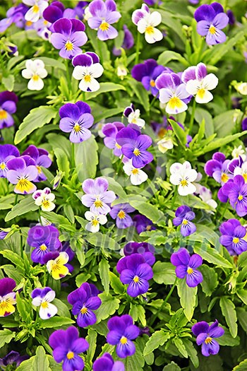 Floral background of blooming purple pansies flowers Floral background of blooming purple pansies flowers