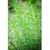 Fresh green rosemary herbs growing in garden