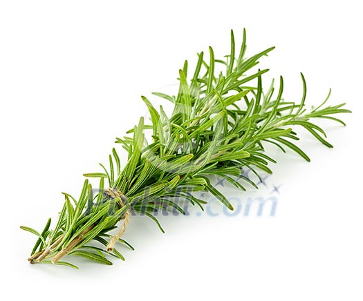 Rosemary sprigs tied in bundle isolated on white background
