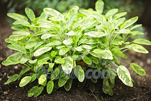 Fresh green sage herb plant growing in garden Fresh green sage herb plant growing in garden
