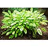 Fresh green sage herb plant growing in garden