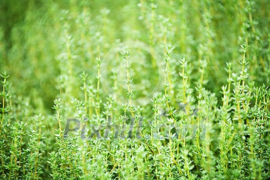 Fresh green thyme herbs growing in garden Fresh green thyme herbs growing in garden