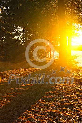 Sun shining through pine trees near Lake of Two Rivers in Algonquin Park, Ontario, Canada. Intentional lens flare. Sun shining through pine trees near Lake of Two Rivers in Algonquin Park, Ontario, Canada. Intentional lens flare.