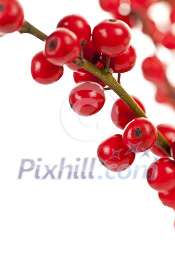 Winterberry Christmas branches with red holly berries
