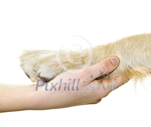 Human hand holding dog paw isolated on white background Human hand holding dog paw isolated on white background