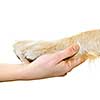 Human hand holding dog paw isolated on white background