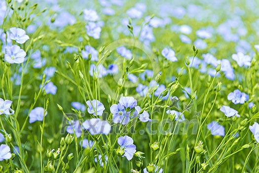 Background of blooming blue flax in a farm field