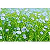 Background of blooming blue flax in a farm field