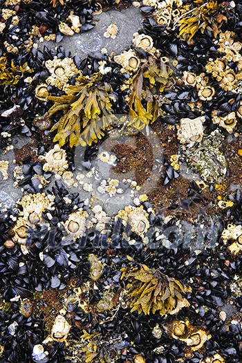 Mussels and barnacles at low tide on sea floor in Pacific coast of Canada Mussels and barnacles at low tide on sea floor in Pacific coast of Canada