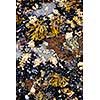Mussels and barnacles at low tide on sea floor in Pacific coast of Canada