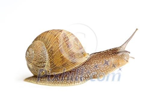 Snail with shell moving forward isolated on white background Snail with shell moving forward isolated on white background