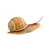 Snail with shell moving forward isolated on white background