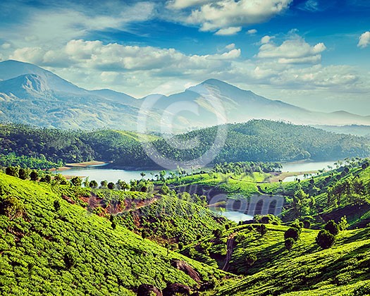 Vintage retro effect filtered hipster style image of tea plantations and Muthirappuzhayar River in hills near Munnar, Kerala, India