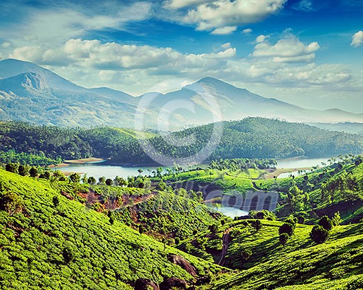 Vintage retro effect filtered hipster style image of tea plantations and Muthirappuzhayar River in hills near Munnar, Kerala, India Vintage retro effect filtered hipster style image of tea plantations and Muthirappuzhayar River in hills near Munnar, Kerala, India