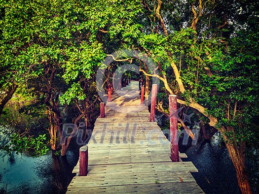 Tropical exotic travel concept - vintage retro effect filtered hipster style image of wooden bridge in flooded rain forest jungle of mangrove trees near Kampong Phluk village, Cambodia Tropical exotic travel concept - vintage retro effect filtered hipster style image of wooden bridge in flooded rain forest jungle of mangrove trees near Kampong Phluk village, Cambodia