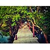 Tropical exotic travel concept - vintage retro effect filtered hipster style image of wooden bridge in flooded rain forest jungle of mangrove trees near Kampong Phluk village, Cambodia