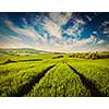 Vintage retro effect filtered hipster style image of green fields of Moravia, Czech Republic