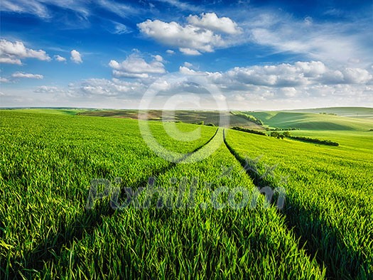 Green fields of Moravia, Czech Republic