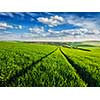 Green fields of Moravia, Czech Republic