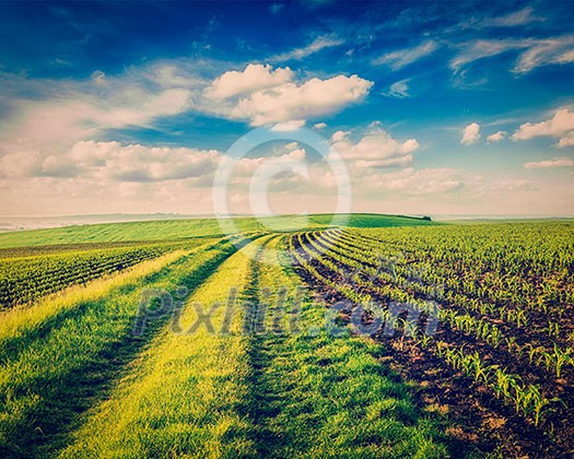 Vintage retro effect filtered hipster style image of rolling fields of Moravia, Czech Republic