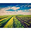 Vintage retro effect filtered hipster style image of rolling fields of Moravia, Czech Republic