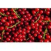 Redcurrant or red currant berries close up texture background