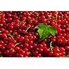 Redcurrant or red currant berries close up texture background