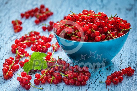 Redcurrant red currant berries  in bowl on kitchen table