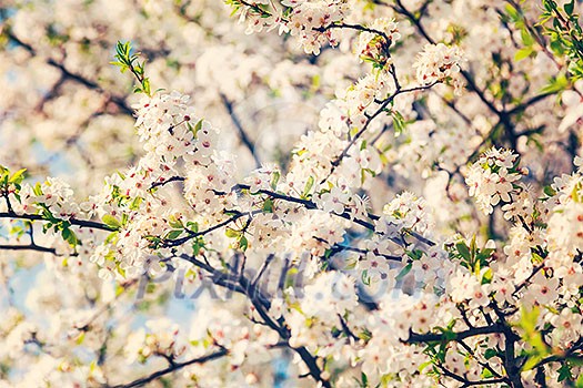 Vintage retro effect filtered hipster style image of apple tree blossoming branch in spring Vintage retro effect filtered hipster style image of apple tree blossoming branch in spring