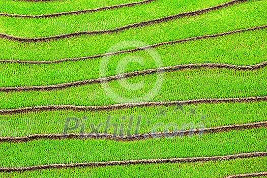 Green rice field terraces Near Sapa, Vietnam Green rice field terraces Near Sapa, Vietnam