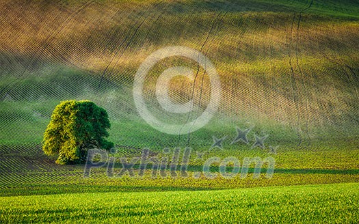 Lonely tree in ploughed field, Moravia, Czech Republic