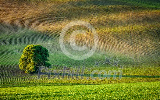 Lonely tree in ploughed field, Moravia, Czech Republic Lonely tree in ploughed field, Moravia, Czech Republic