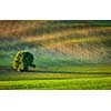 Lonely tree in ploughed field, Moravia, Czech Republic