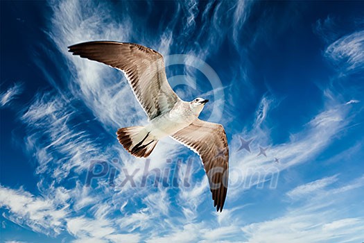 Seagull flying in blue sky Seagull flying in blue sky