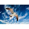 Seagull flying in blue sky