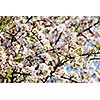 Apple tree blossoming flowers branch in spring
