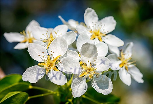 Flowers of apple tree blossoming in spring