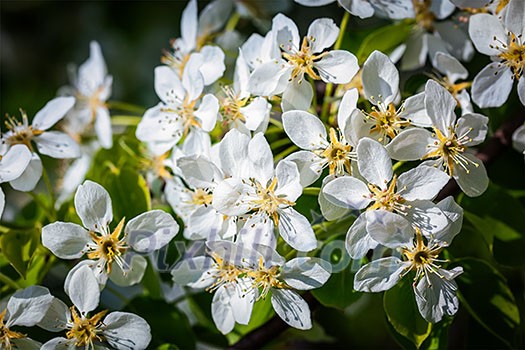 Apple tree blossoming branch in spring