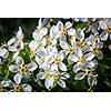 Apple tree blossoming branch in spring