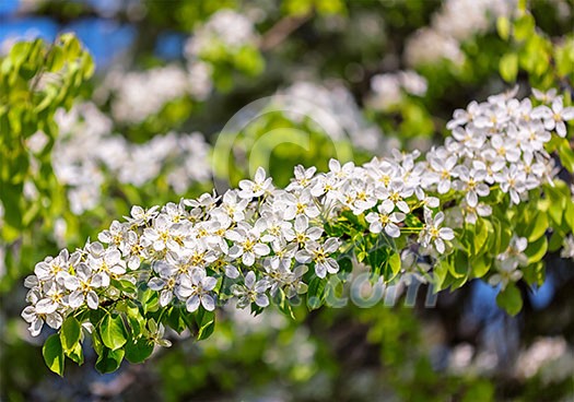 Apple tree blossoming branch in spring Apple tree blossoming branch in spring