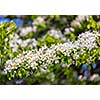 Apple tree blossoming branch in spring