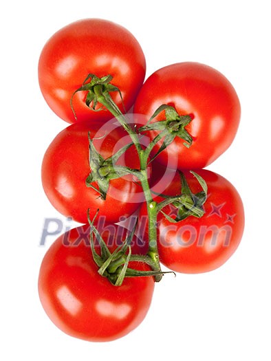 Branch of fresh tomatoes with water droplets isolated on white