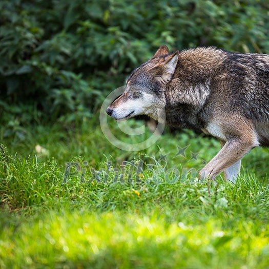 Gray/Eurasian wolf (Canis lupus) Gray/Eurasian wolf (Canis lupus)